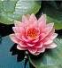 Water Lily's Avatar
